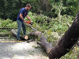 Best Firewood Processing and Delivery  in Tchula, MS