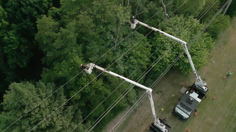 Reliable Tchula, MS Tree Services Solutions